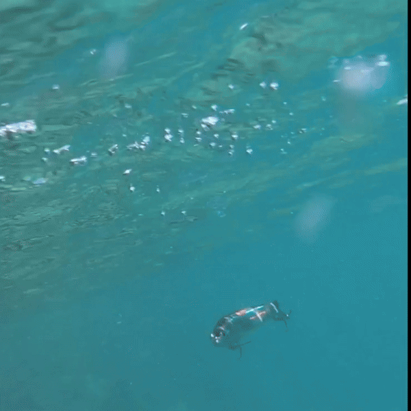 Sinking Swimbaits | Motion Minnow