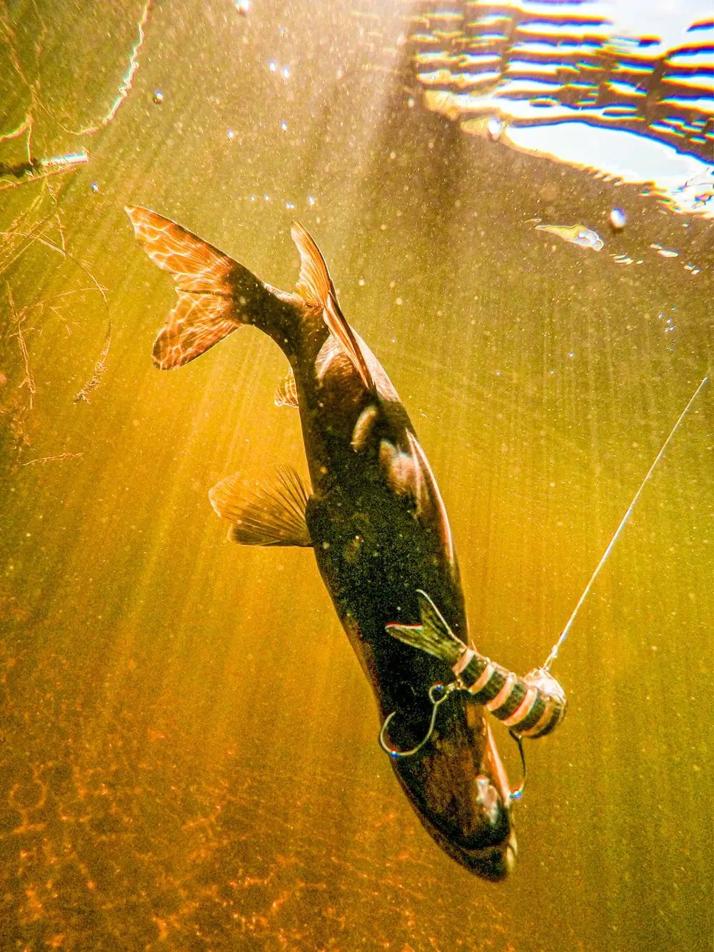 Snook Slam Fishing Lure Kit (13pc) | Salt & Backwater