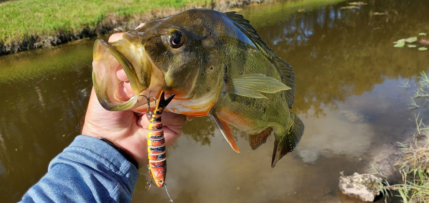 Ultimate Guide: Fishing for Peacock Bass in South Florida with Slow Sinking Lures