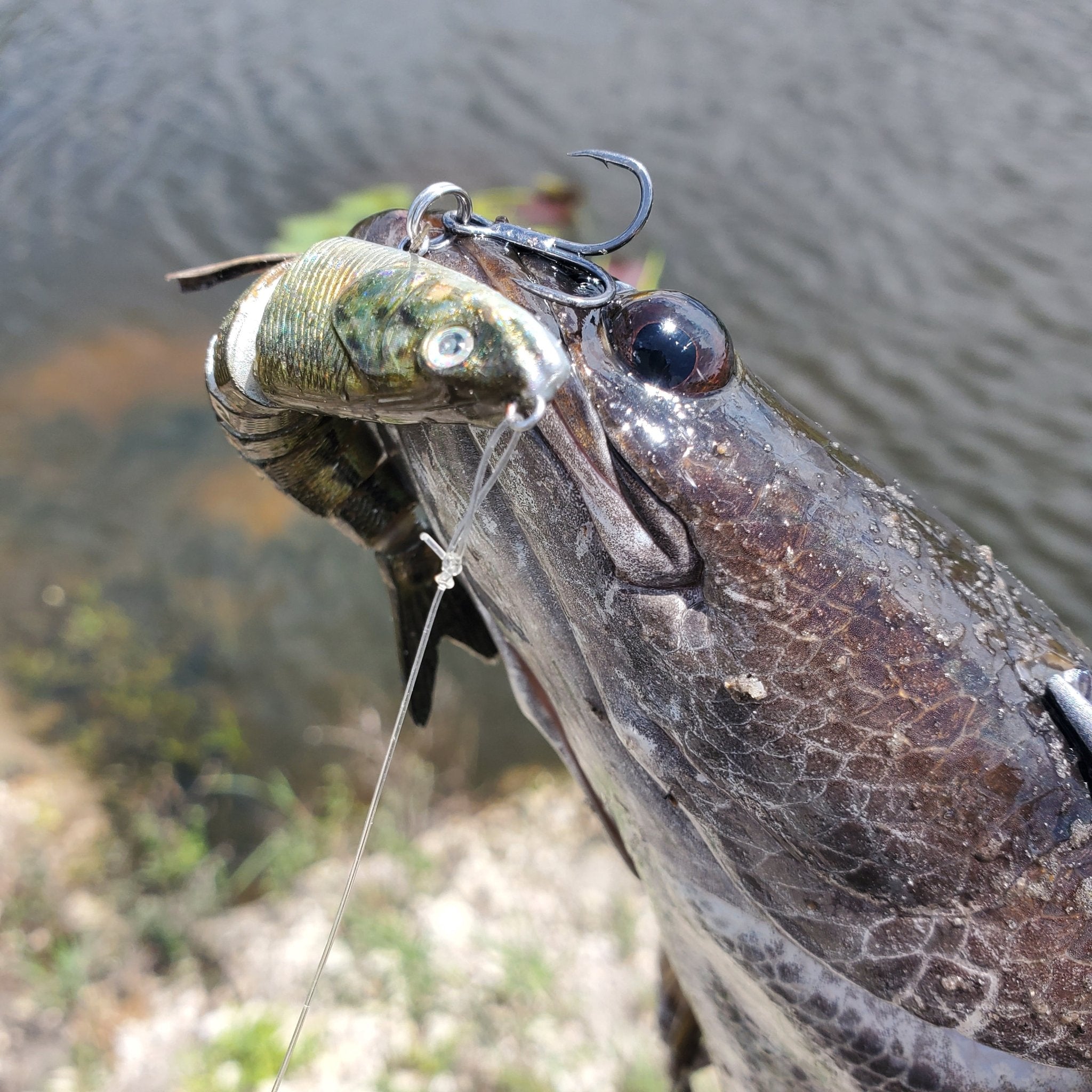 Swimbait Lures vs Snakeheads in South Florida