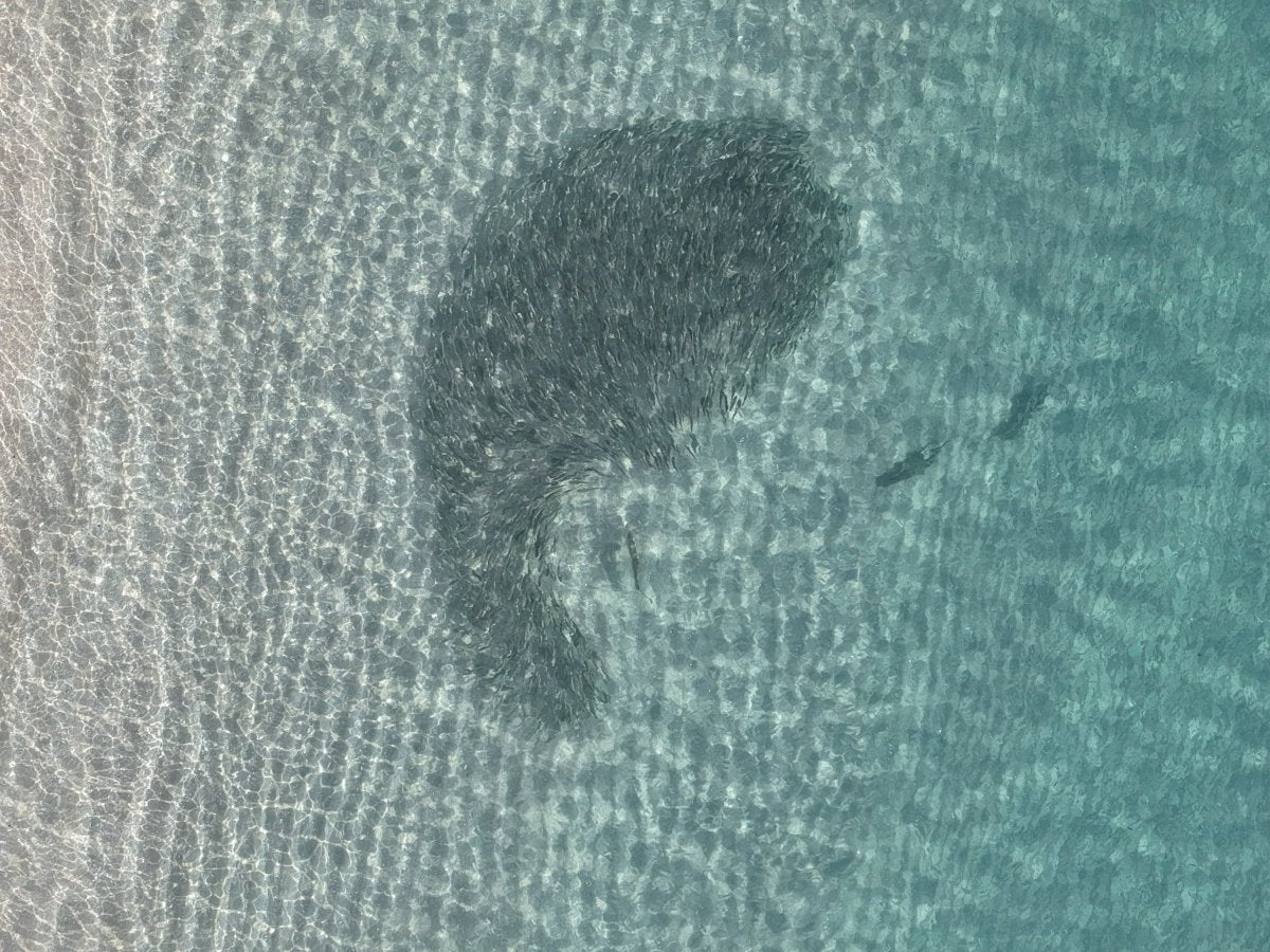 How to Fish Florida’s Fall Mullet Run Like a Pro: Top Tactics, Lures, and Gear for Big Strikes