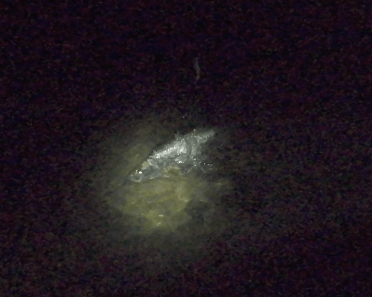 Late Night Kings | Tarpon Fishing Tactics in South Florida