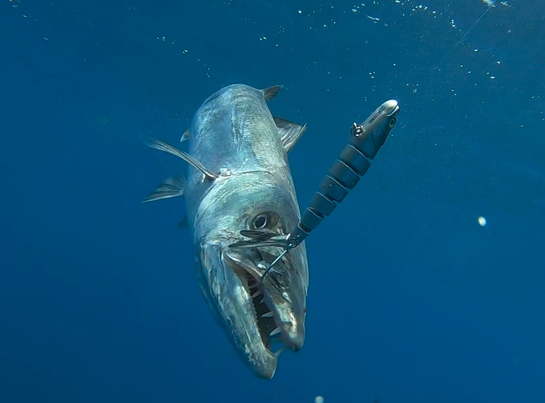 Catching more Barracuda with artificial lures - Marea Fishing