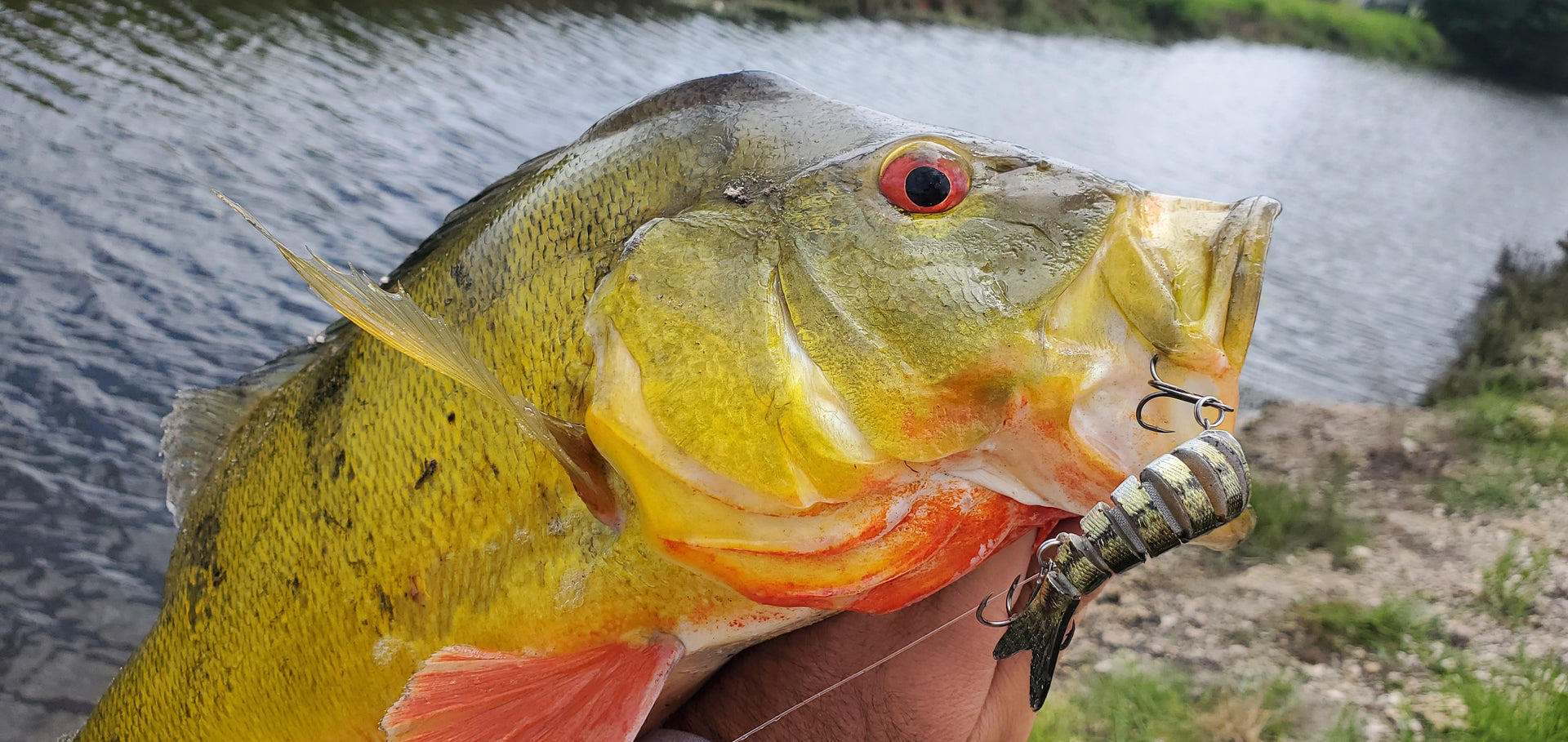 best fishing lures for peacock bass Rainy's Signature Assortment (14 Pack) rainysflies Baits for Peacock Bass Fishing