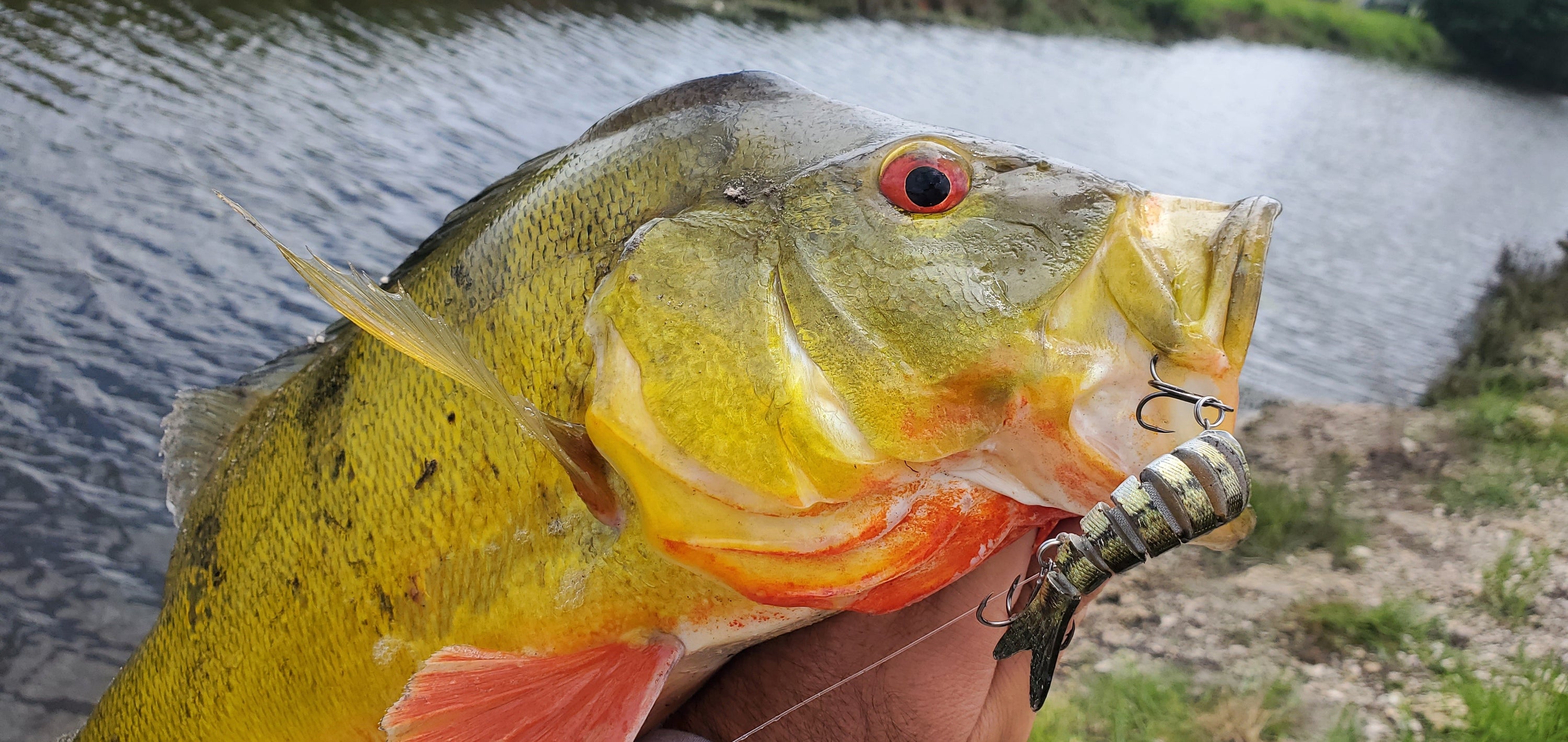 Fishing South Florida Peacock Bass with Swimbaits - Marea Fishing