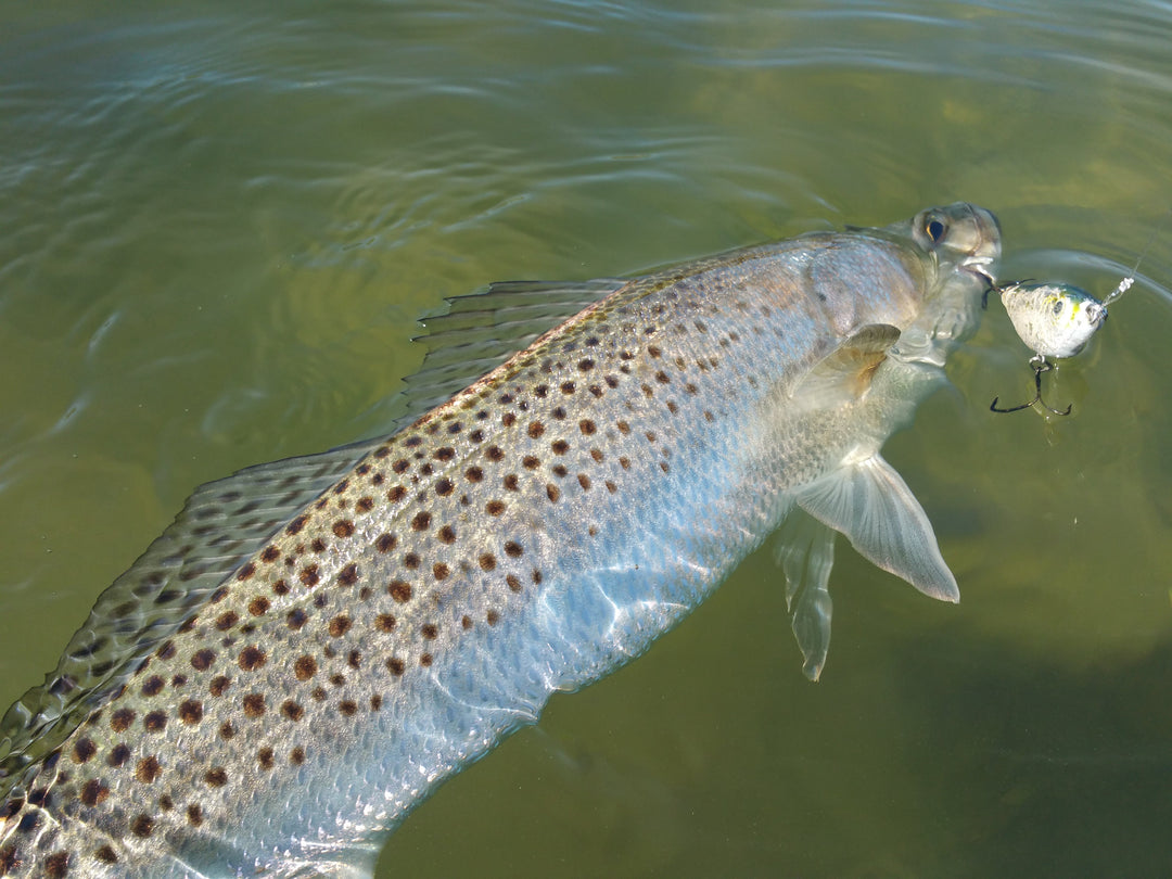 TOP 3 Speckled Trout Tactics on Florida's Treasure Coast - Marea Fishing