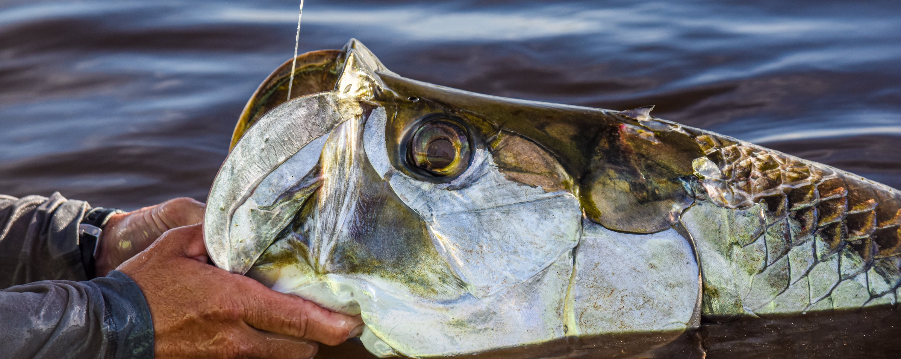 Top 4 Mullet Fishing Lures for Mastering Florida's Spring Mullet Run ...