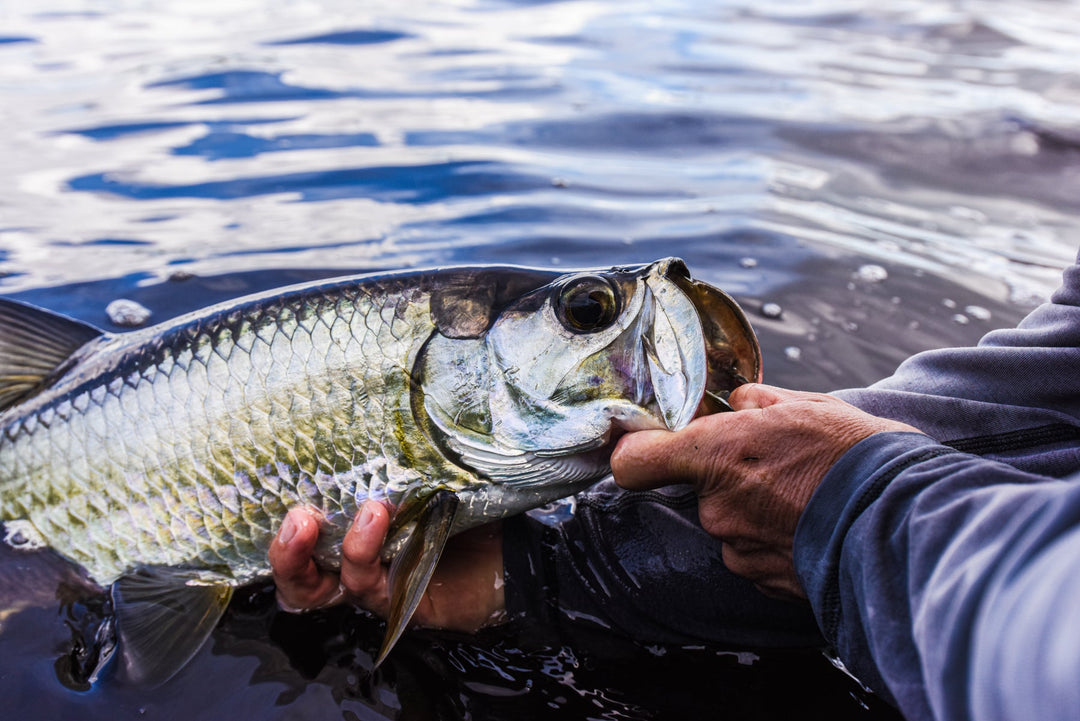 Winter Wonders: Mastering Big Inshore Catches with Small Artificial Lures - Marea Fishing