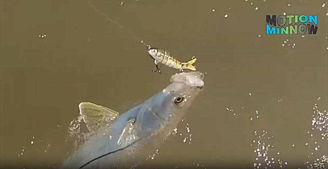 Video of Motion Minnow Swimbait in action 