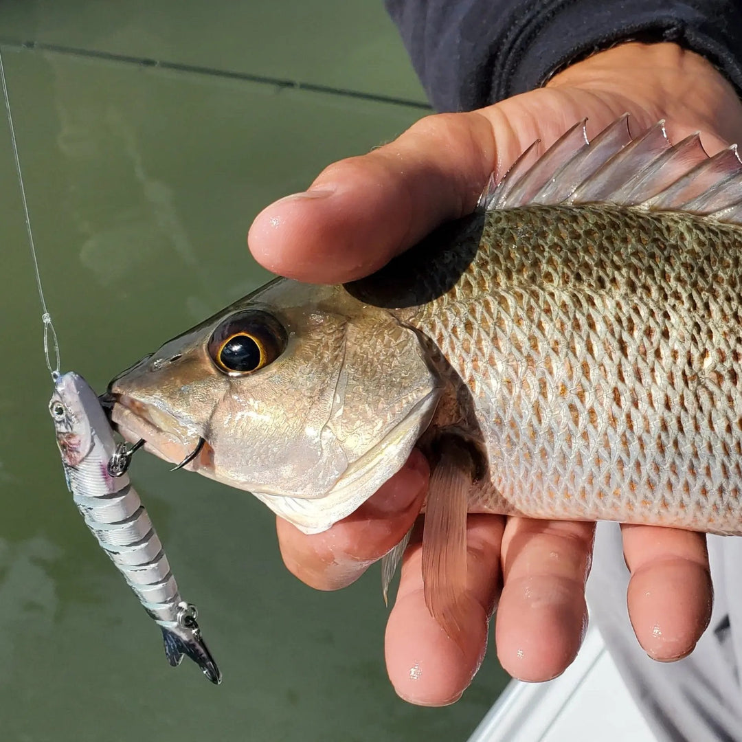 Target Redfish on Topwater Lures